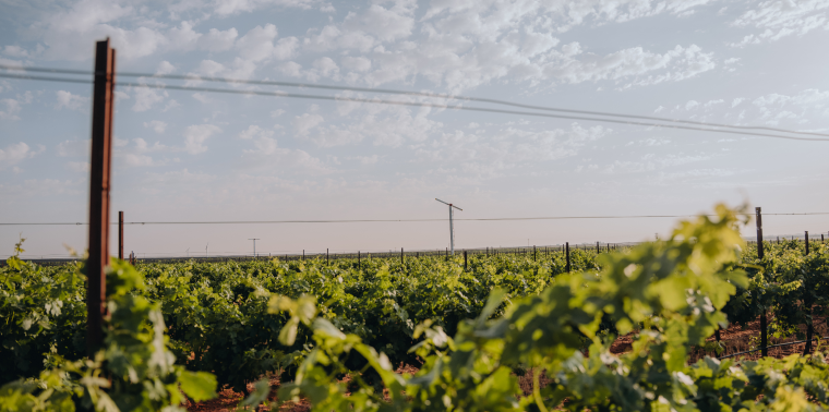 gallery grape fields