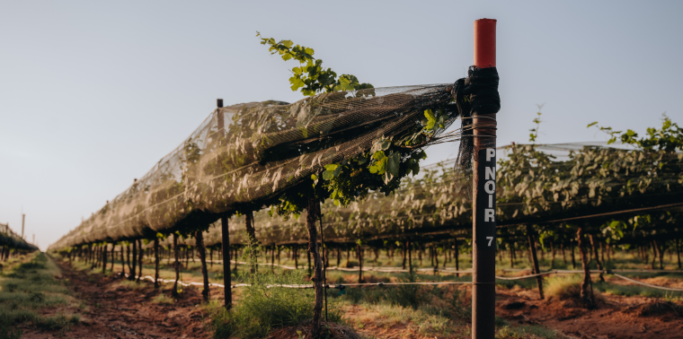 grape fields