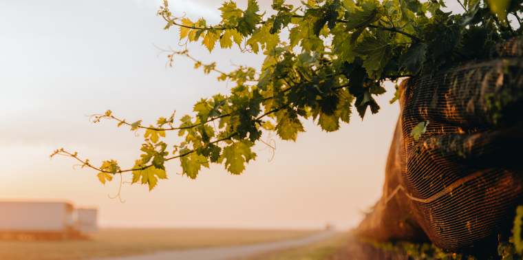 grape vines